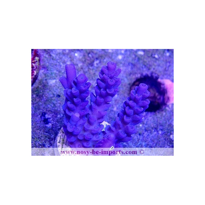 Acropora tenuis USA WYSIWYG 25092021-13