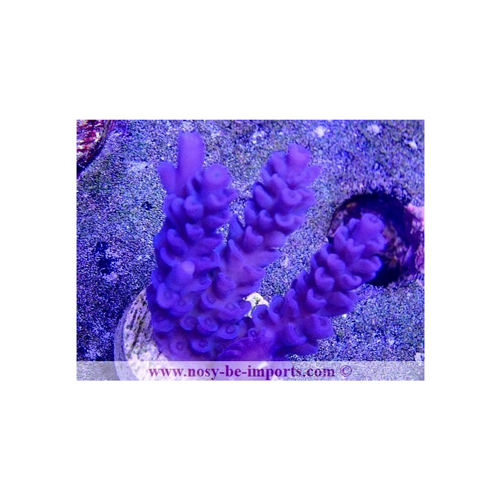 Acropora tenuis USA WYSIWYG 25092021-13