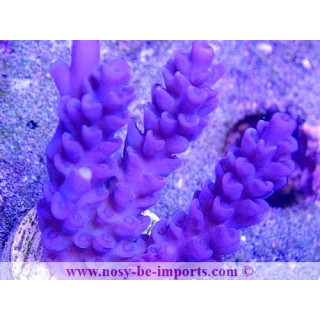 Acropora tenuis USA WYSIWYG 25092021-13