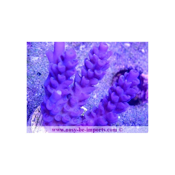 Acropora tenuis USA WYSIWYG 25092021-13