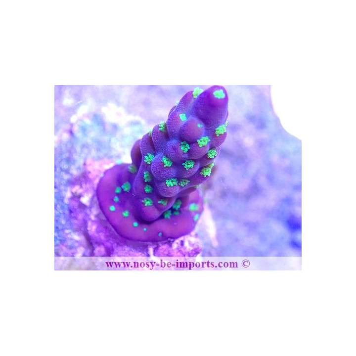 Acropora nana USA WYSIWYG 25092021-14