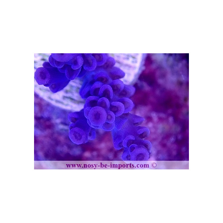 Acropora tenuis USA WYSIWYG 25092021-15