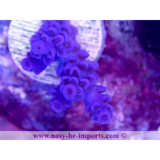 Acropora tenuis USA WYSIWYG 25092021-15
