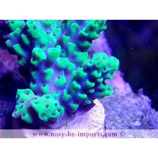 Acropora sp. USA WYSIWYG 25092021-16