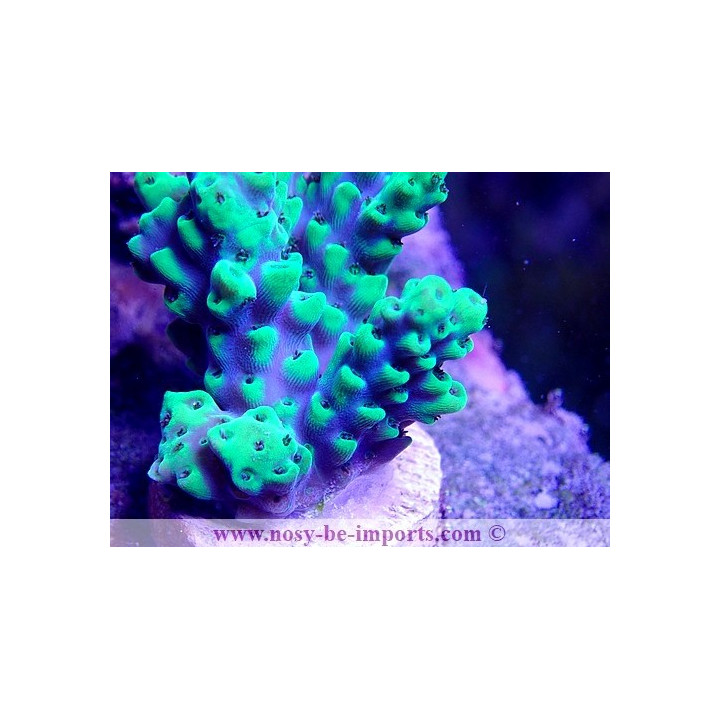 Acropora sp. USA WYSIWYG 25092021-16