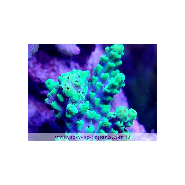 Acropora sp. USA WYSIWYG 25092021-16
