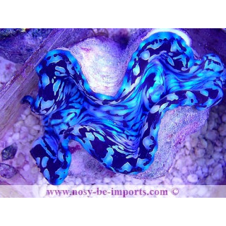 Tridacna squamosa bleu ELEVAGE WYSIWYG 25092021-17