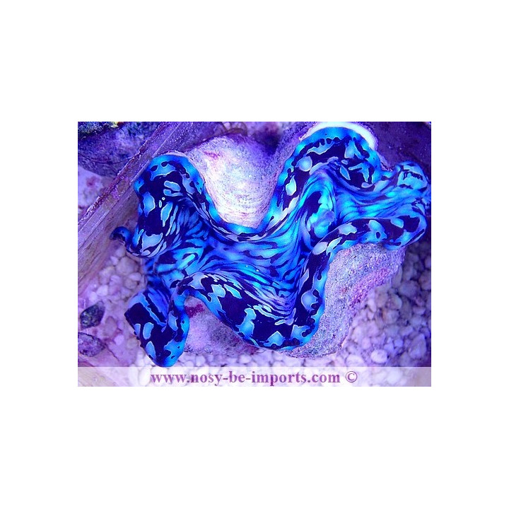 Tridacna squamosa bleu ELEVAGE WYSIWYG 25092021-17