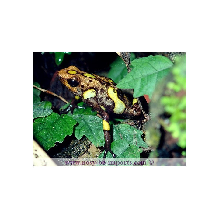 Oophaga histrionica Playa de Oro
