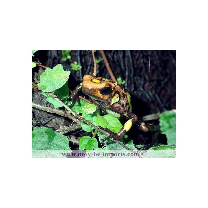 Oophaga histrionica Playa de Oro