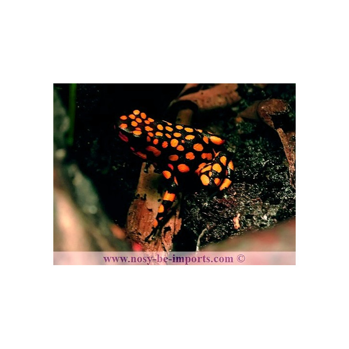 Oophaga histrionica Bahia Solano