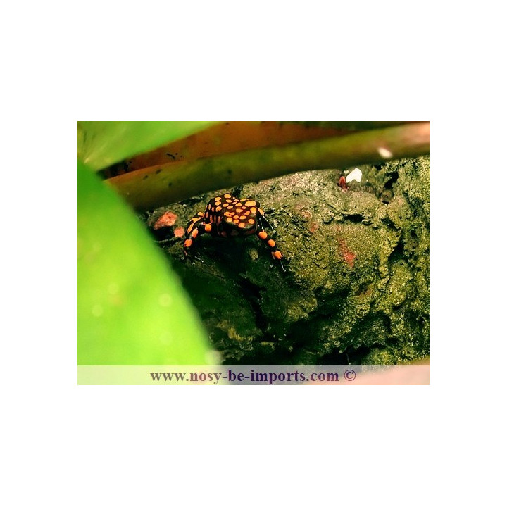 Oophaga histrionica Bahia Solano