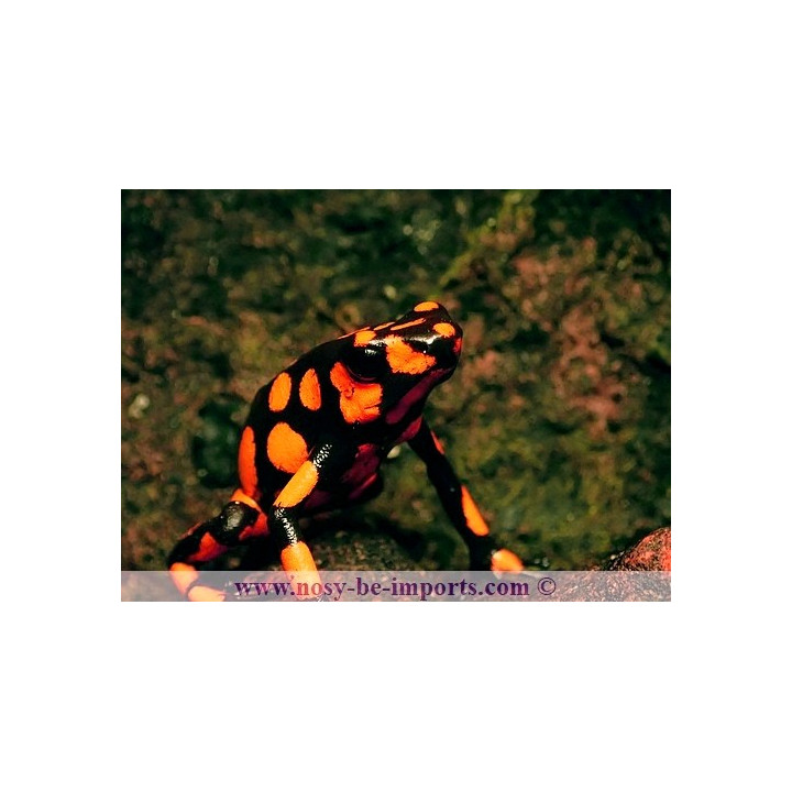 Oophaga histrionica Bahia Solano