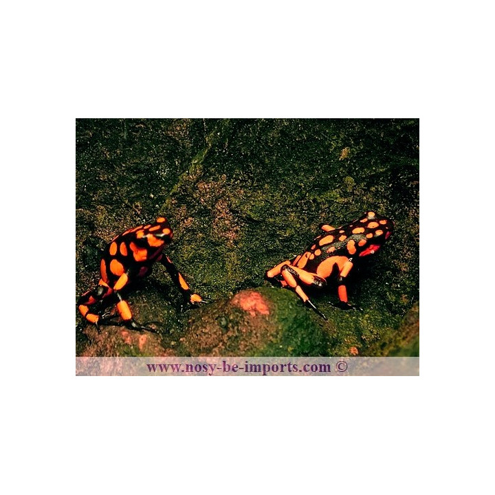 Oophaga histrionica Bahia Solano