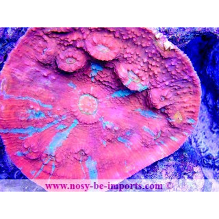 Oxypora sp.
