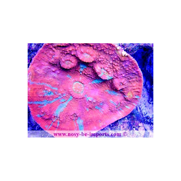 Oxypora sp.