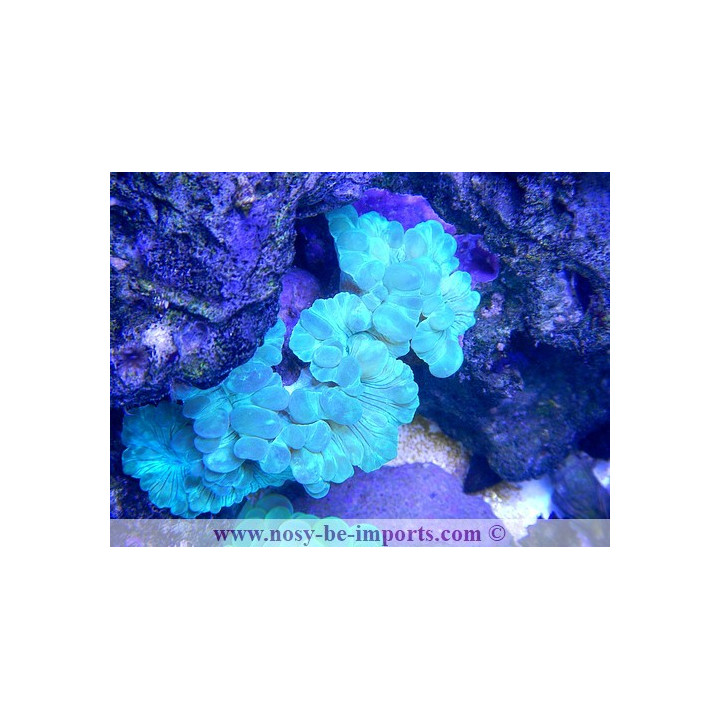 Nemenzophyllia sp.