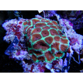 Favia sp. vert metal coeur orange