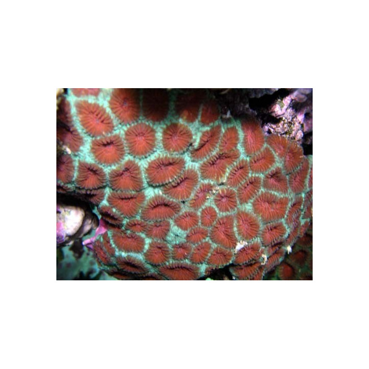 Favia sp. vert metal coeur orange