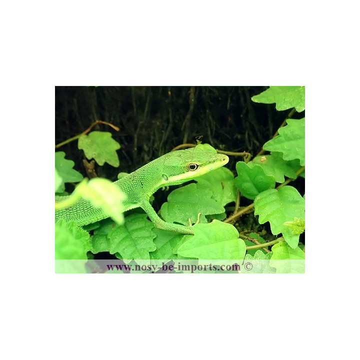 Takydromus dorsalis