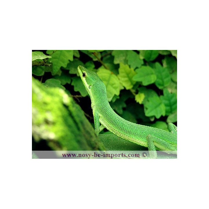 Takydromus dorsalis