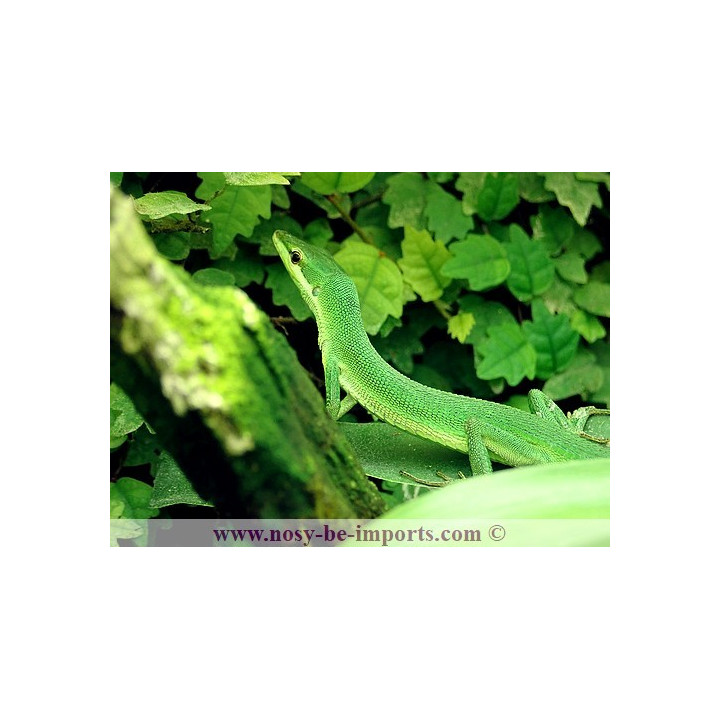 Takydromus dorsalis