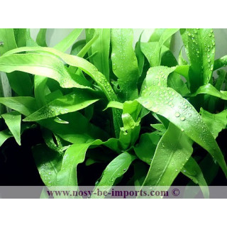Asplenium antiquum