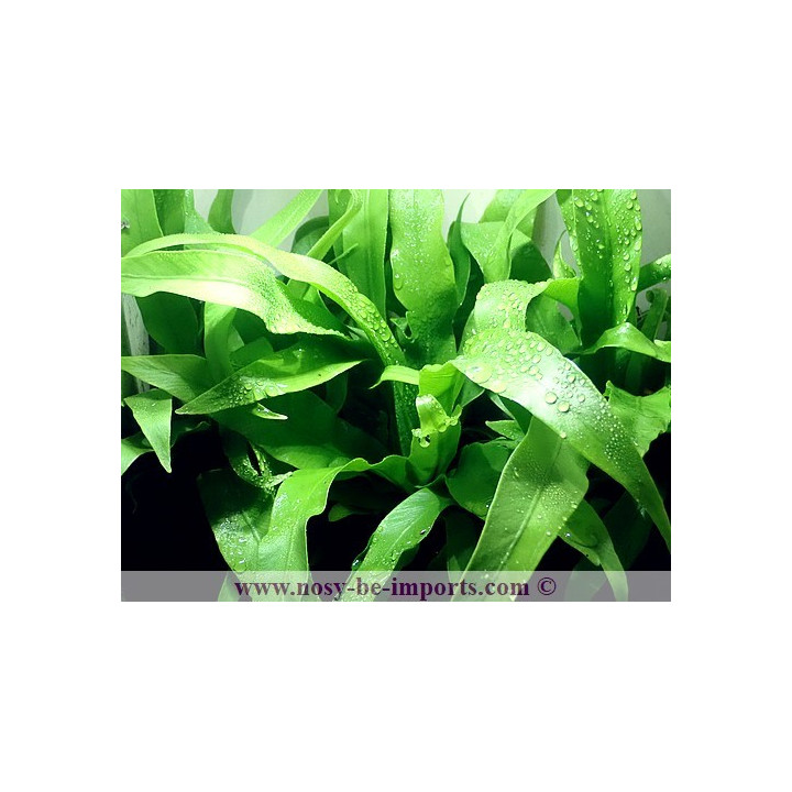 Asplenium antiquum