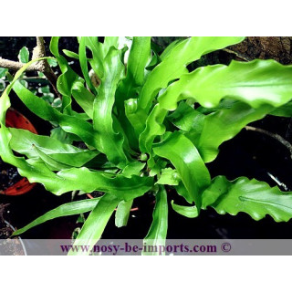 Asplenium osaka - fougère terrarium