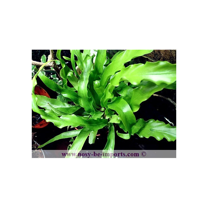 Asplenium osaka - fougère terrarium