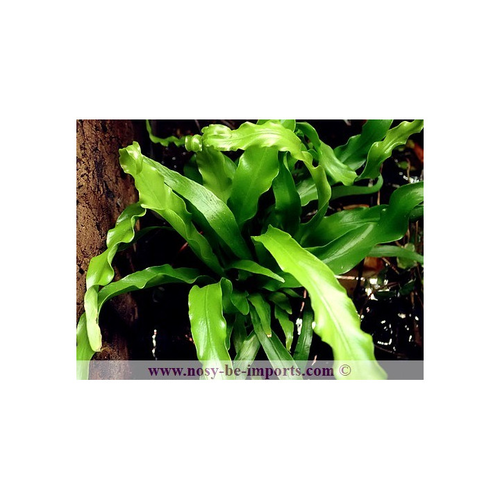 Asplenium osaka - fougère terrarium