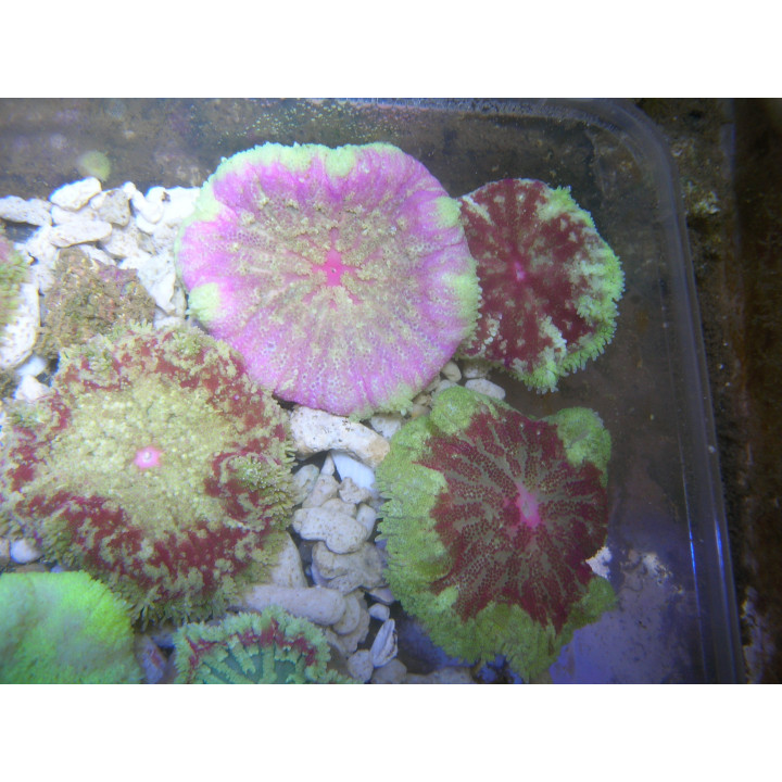 Stichodactyla tapetum