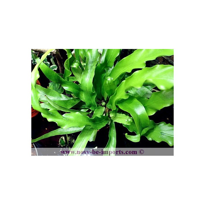 Asplenium osaka - fougère terrarium