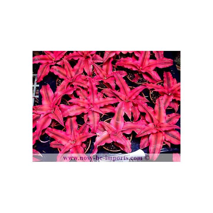 Cryptanthus bivittatus Rubin Star