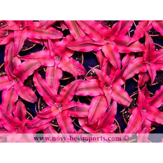 Cryptanthus bivittatus Rubin Star