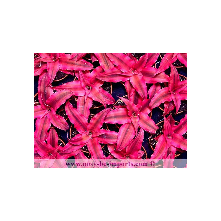 Cryptanthus bivittatus Rubin Star