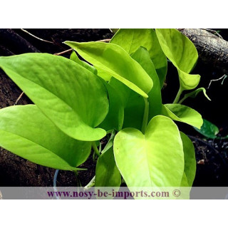 Epipremnum aureum jaune