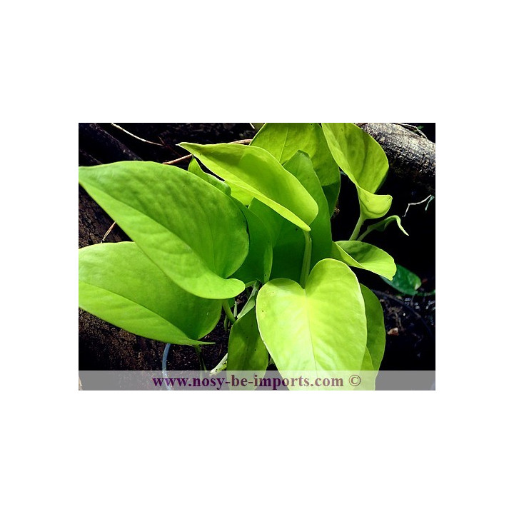 Epipremnum aureum jaune