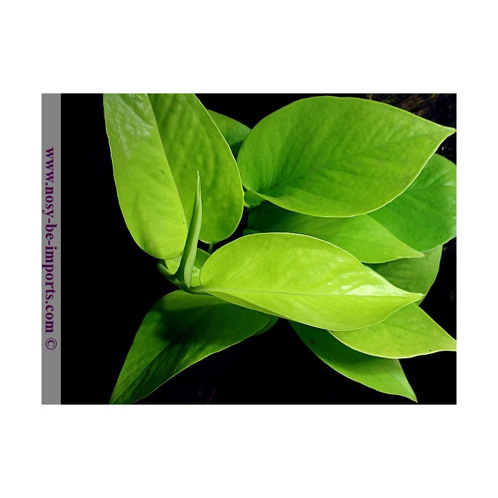 Epipremnum aureum jaune