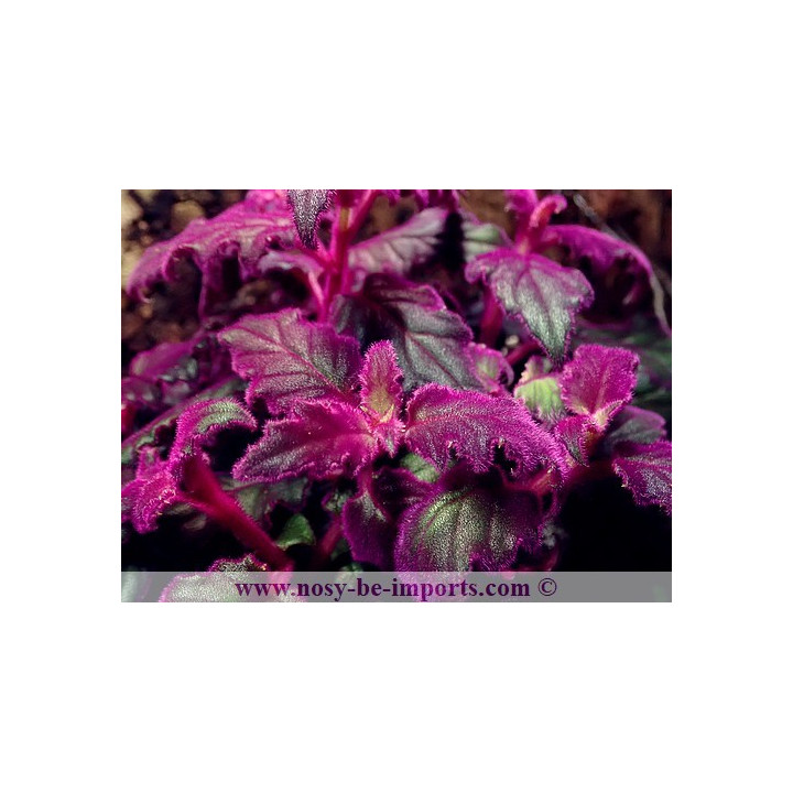 Gynura aurantiaca - plante terrarium violette
