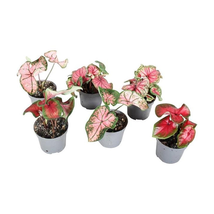 Caladium sp. rouge
