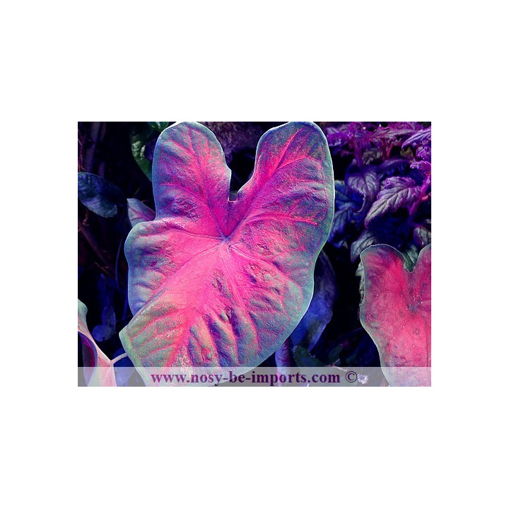 Caladium sp. rouge