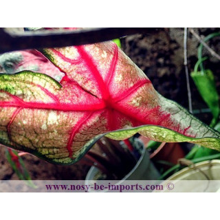 Caladium sp. rouge