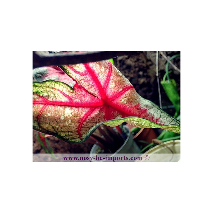 Caladium sp. rouge