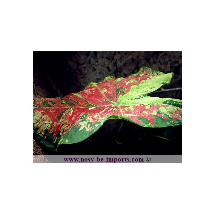 Caladium sp. rouge