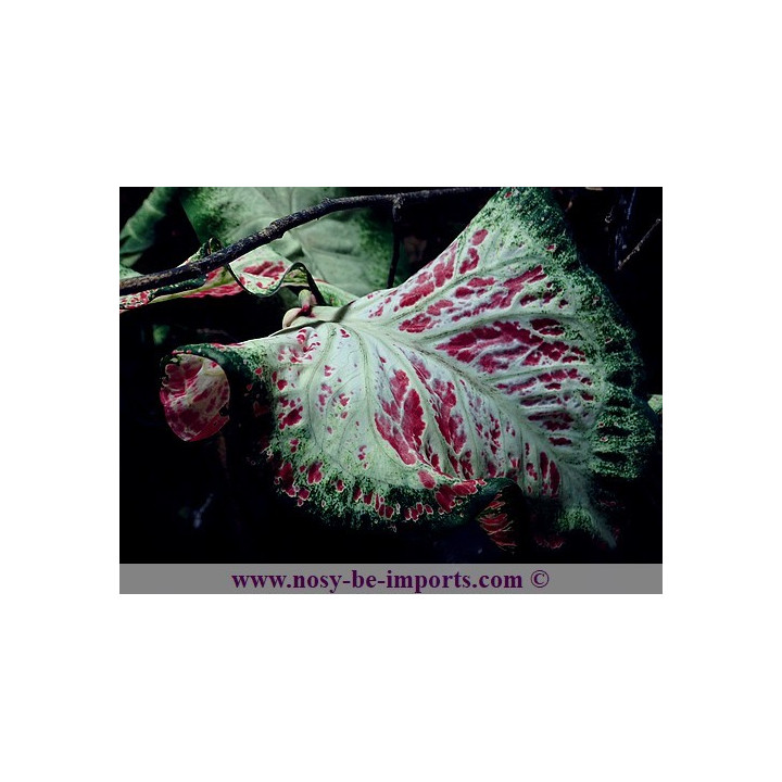 Caladium sp. rouge