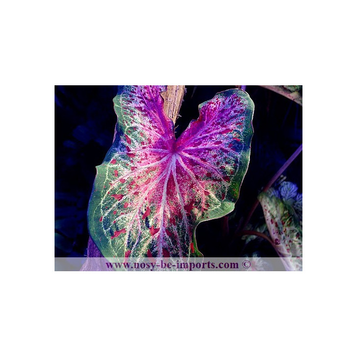 Caladium sp. rouge