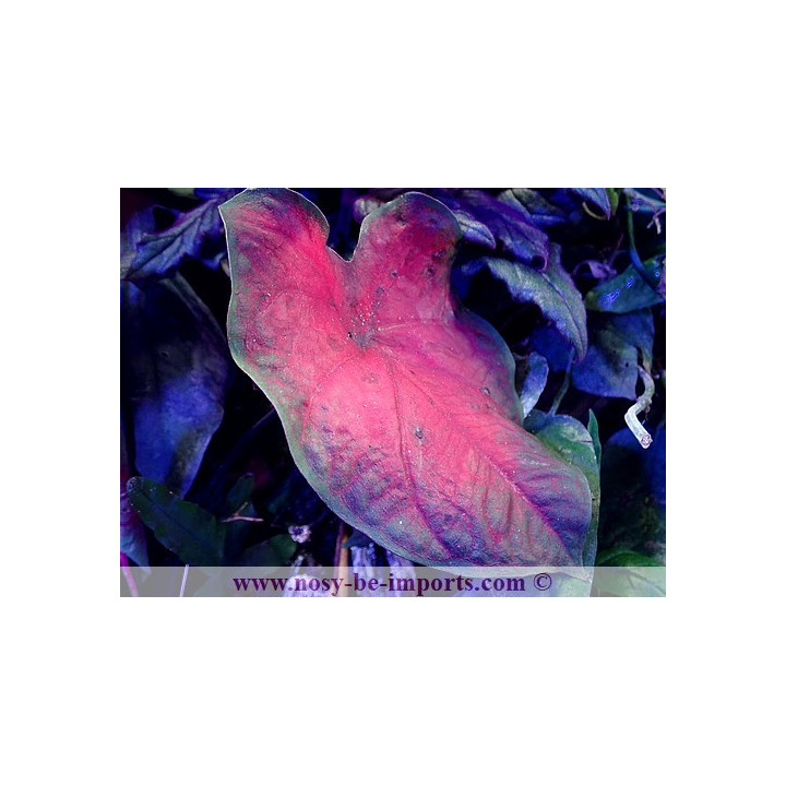 Caladium sp. rouge