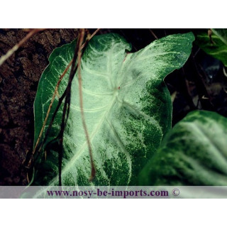Caladium sp. blanc