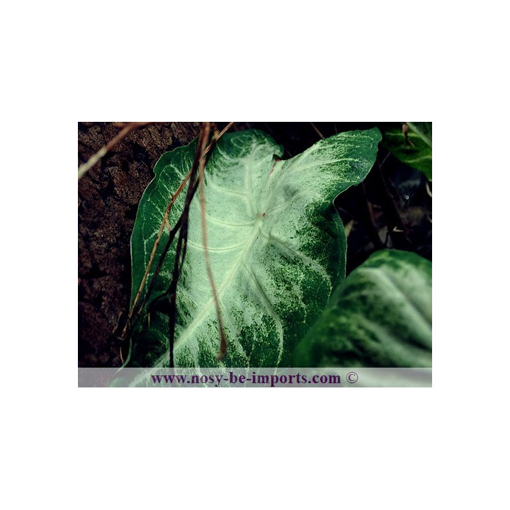 Caladium sp. blanc
